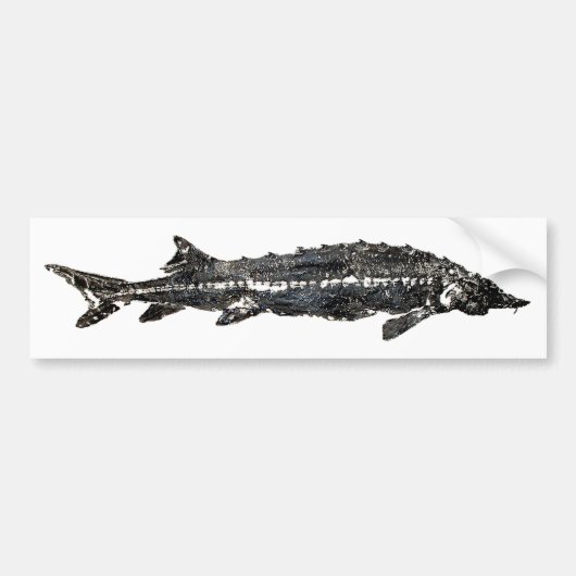 White Sturgeon Gyotaku-40-item Bumpersticker (Voorkant)