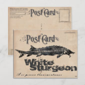 White Sturgeon-Gyotaku Antiek Briefkaart (Voorkant / Achterkant)