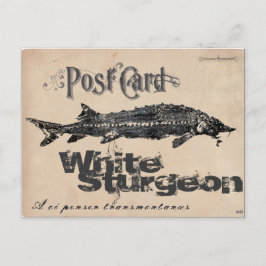 White Sturgeon-Gyotaku Antiek Briefkaart