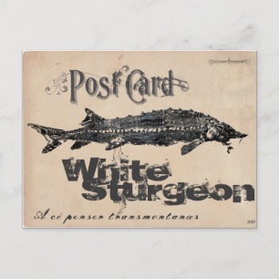 White Sturgeon-Gyotaku Antiek Briefkaart
