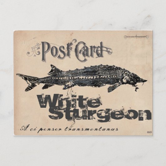 White Sturgeon-Gyotaku Antiek Briefkaart (Voorkant)
