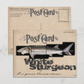 White Sturgeon-Illusionenser Antiek Briefkaart (Voorkant / Achterkant)