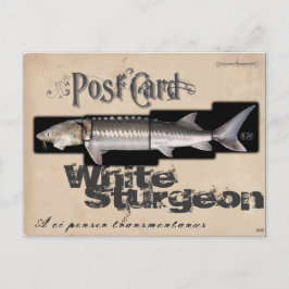 White Sturgeon-Illusionenser Antiek Briefkaart