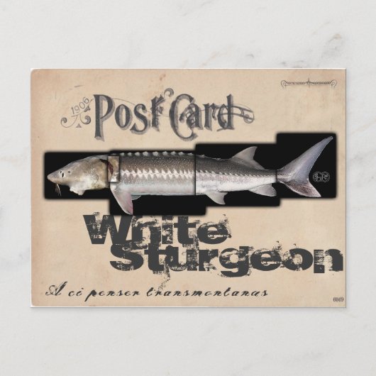White Sturgeon-Illusionenser Antiek Briefkaart (Voorkant)