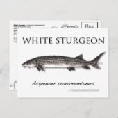 White Sturgeon-White-Briefkaart-3D Briefkaart (Voorkant / Achterkant)