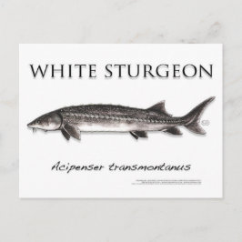 White Sturgeon-White-Briefkaart-3D Briefkaart