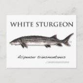 White Sturgeon-White-Briefkaart-3D Briefkaart (Voorkant)