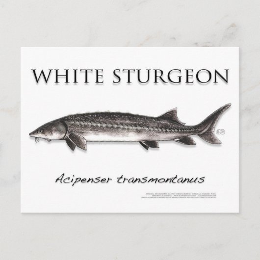 White Sturgeon-White-Briefkaart-3D Briefkaart (Voorkant)