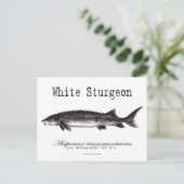 White Sturgeon-White-Briefkaart Briefkaart (Staand voorkant)