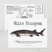 White Sturgeon-White-Briefkaart Briefkaart (Voorkant / Achterkant)