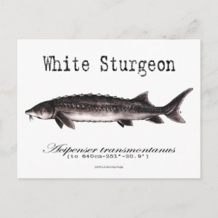 White Sturgeon-White-Briefkaart Briefkaart