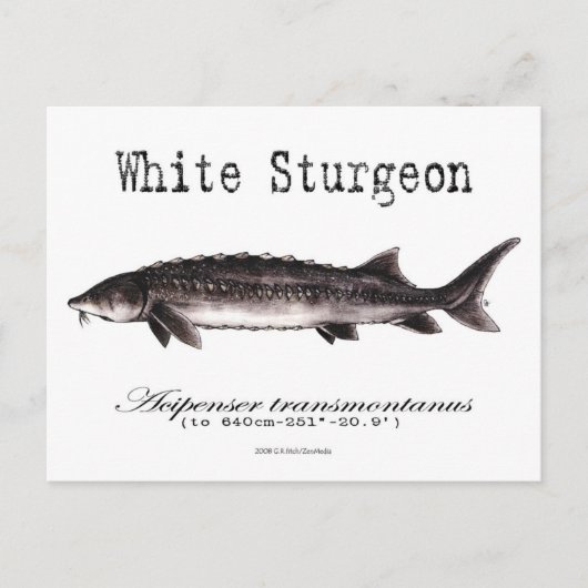 White Sturgeon-White-Briefkaart Briefkaart (Voorkant)