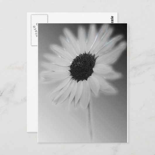 WHITE SUNFLOWER BRIEFKAART (Voorkant / Achterkant)