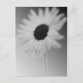 WHITE SUNFLOWER BRIEFKAART (Voorkant)