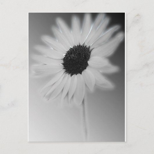 WHITE SUNFLOWER BRIEFKAART (Voorkant)