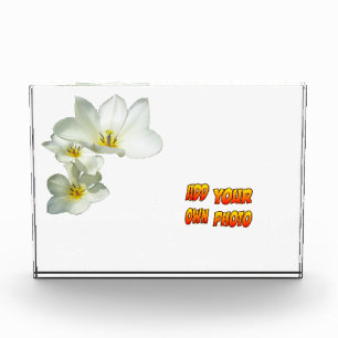 White Sunny Tulp Flowers Cust. Fotoblok