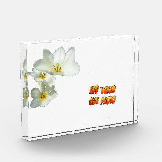 White Sunny Tulp Flowers Cust. Fotoblok (Links)