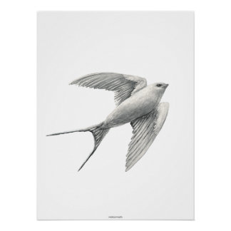 White Swallow Perfect Poster