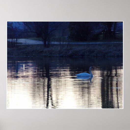 White Swan bij Dusk Poster (Voorkant)