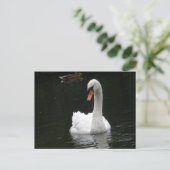 White Swan Briefkaart (Staand voorkant)