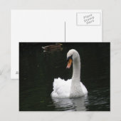 White Swan Briefkaart (Voorkant / Achterkant)