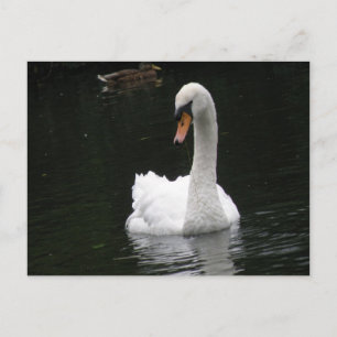 White Swan Briefkaart