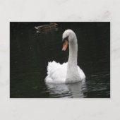 White Swan Briefkaart (Voorkant)