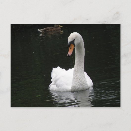 White Swan Briefkaart (Voorkant)