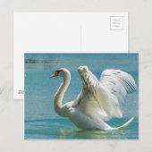 White Swan Briefkaart (Voorkant / Achterkant)