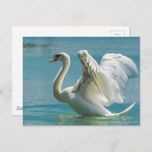 White Swan Briefkaart (Voorkant / Achterkant)