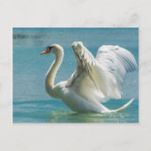 White Swan Briefkaart (Voorkant)