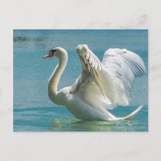 White Swan Briefkaart (Voorkant)