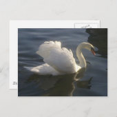 White Swan Briefkaart (Voorkant / Achterkant)