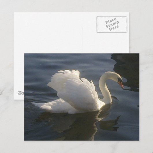 White Swan Briefkaart (Voorkant / Achterkant)