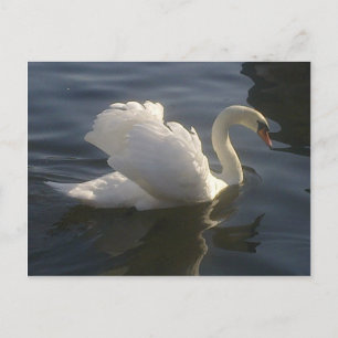 White Swan Briefkaart