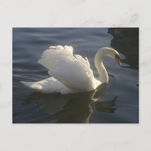 White Swan Briefkaart (Voorkant)