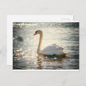 White Swan Briefkaart (Voorkant / Achterkant)