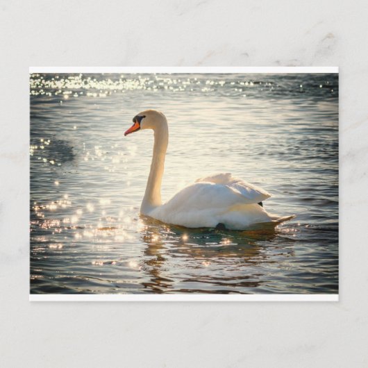 White Swan Briefkaart (Voorkant)
