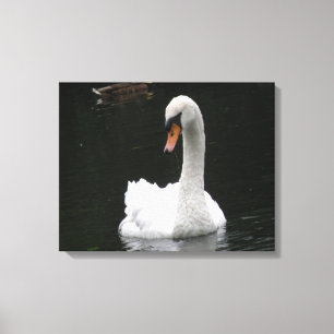 White Swan Canvas afdrukken