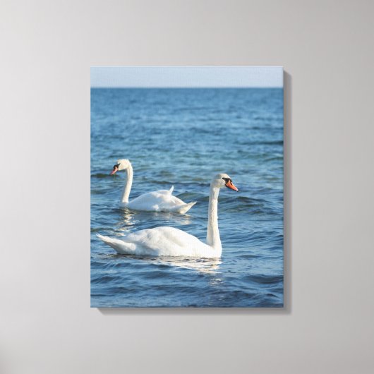 White swan Cygnus Canvas Afdruk (Voorkant)