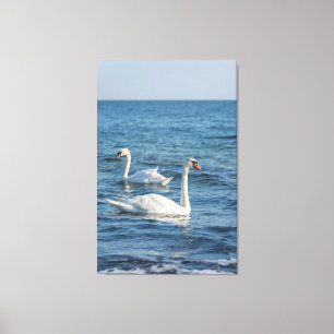 White swan Cygnus Canvas Afdruk