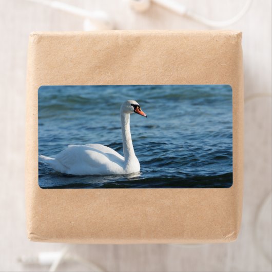 White swan Cygnus Etiket (Insitu)