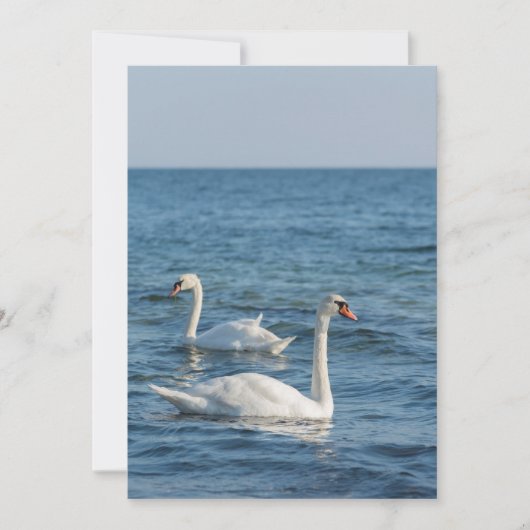 White swan Cygnus Kaart (Voorkant)