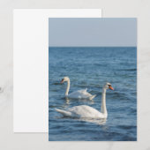 White swan Cygnus Kaart (Voorkant / Achterkant)