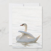 White swan Cygnus Kaart (Voorkant)