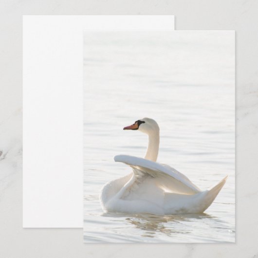 White swan Cygnus Kaart (Voorkant / Achterkant)