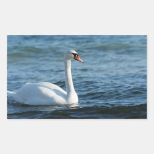 White swan Cygnus Rechthoekige Sticker