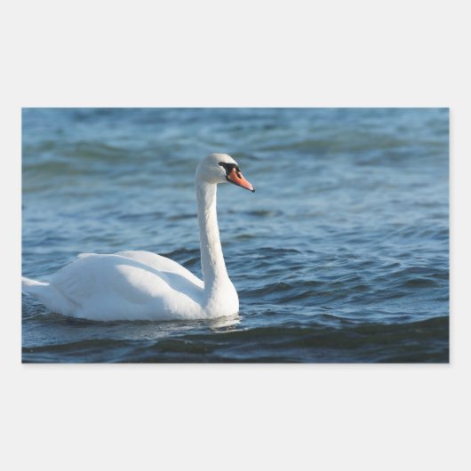 White swan Cygnus Rechthoekige Sticker (Voorkant)