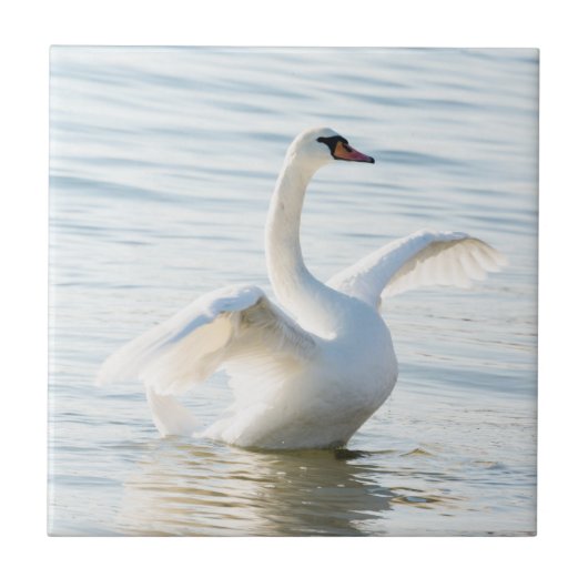 White swan Cygnus Tegeltje (Voorkant)