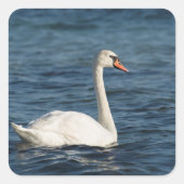 White swan Cygnus Vierkante Sticker (Voorkant)